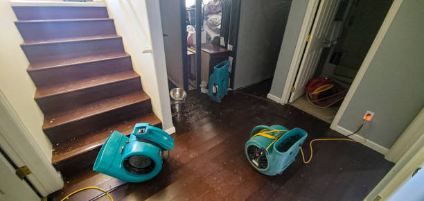 Best Water damage contractors near me  in Volo, IL
